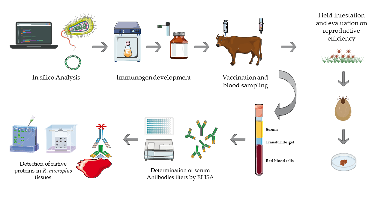Figure 1: Schematic representation of developing and evaluating vaccines for controlling tick infestations in cattle model.