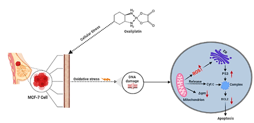 Figure 1: Cell survival rates of MCF-7 cells treated with various concentrations of oxaliplatin. Error bars show mean ±SEM, n=3. All the results for various treated groups were compared against the untreated cells group. NS: nonsignificant. *p<0.05.
