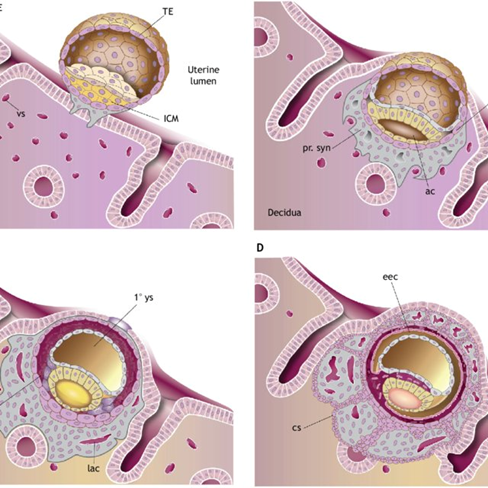 Figure 1: Diagram showing the formation of cytotrophoblast cells depicting the early steps in placenta formation following blastocyst implantation. (A,B) The pre-lacunar stages. (C) The lacunar stage. (D) The primary villous stage. 1° ys, primary yolk sac; ac, amniotic cavity; cs, cytotrophoblastic shell; eec, extra-embryonic coelom; exm, extra-embryonic mesoderm; GE, glandular epithelium; ICM, inner cell mass; lac, lacunae; LE, luminal epithelium; mn. tr, mononuclear trophoblast; pr. syn, primary syncytium; TE, trophectoderm; vs, blood vessels. Source: Development of the human placenta-Scientific Figure on ResearchGate. Available from: https://www.researchgate. net/figure/The-early-stages-of-human-placental-development-Diagram-depicting-the-early-steps-in_fig1_337580682 In the process of implantation, the primary syncytium also known as the syncytiotrophoblasts begins to invade the specialized connective tissue of the endometrium known as the decidua and by the 9th day post fertilization implantation of blastocyst into the endometrium occurs. The stromal core of the placenta, which is derived from the extra embryonic mesoderm (a derivative of trophoblast) gives rise to the fibroblast, a host of resident macrophages and a collection of vascular network.