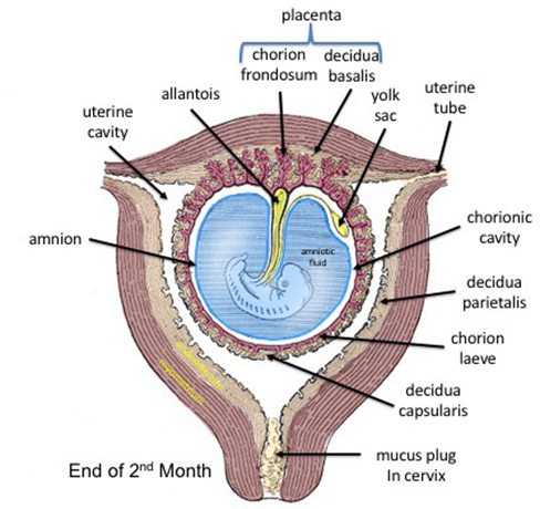 Figure 3: Diagram showing fetal membranes at the end of the 2nd month. Source: Wikipedia contributors. Fetal membranes. In Wikipedia, the Free Encyclopedia. https://en.wikipedia.org/w/index. php?title=Fetal_membranes&oldid=1119369767