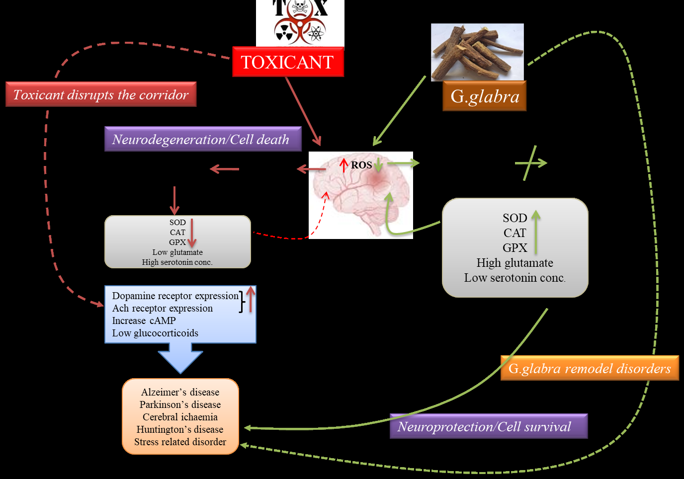 Figure 3: Pharmacological properties of _G. glabra._ **Antioxidant activity:** Root flavanoids exhibit strong inhibitory activity. One of the main factors influencing G. glabra’s uses is its inhibitory activity. The strong inhibitor activity discovered may be due to the synthetic resin content [11]. These six substances hispaglabridins A and B, glabridin, methylgrabridin, isoliquiritigenin, and a derivative of isoprenylchalcone have been identified as having this activity. Glabridin makes up the majority of these (11% of the total extract) among them. Glabridin was discovered to be incredibly effective when these substances were tested as an adjunct in nursing antioxidants towards lipoprotein reaction (a contributing factor to atherosclerosis) [12]. The ability to prevent the start of skin damage makes these synthetic resin compounds effective in defending biological systems against aerobic stress [13].