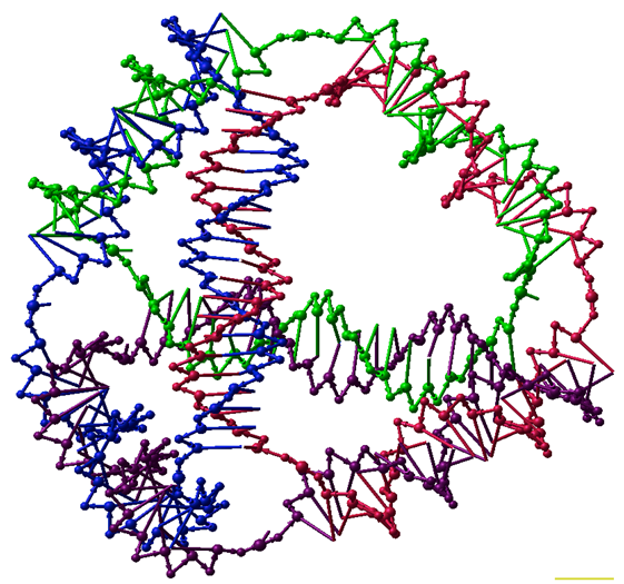 Figure 6: DNA nanotechnology involves forming artificial, designed nanostructures out of nucleic acids, such as this DNA tetrahedron. Each edge of the tetrahedron is a 20- base pair DNA double helix, and each vertex is a three-arm junction. The 4 DNA strands that form the 4 tetrahedral faces are color-coded.