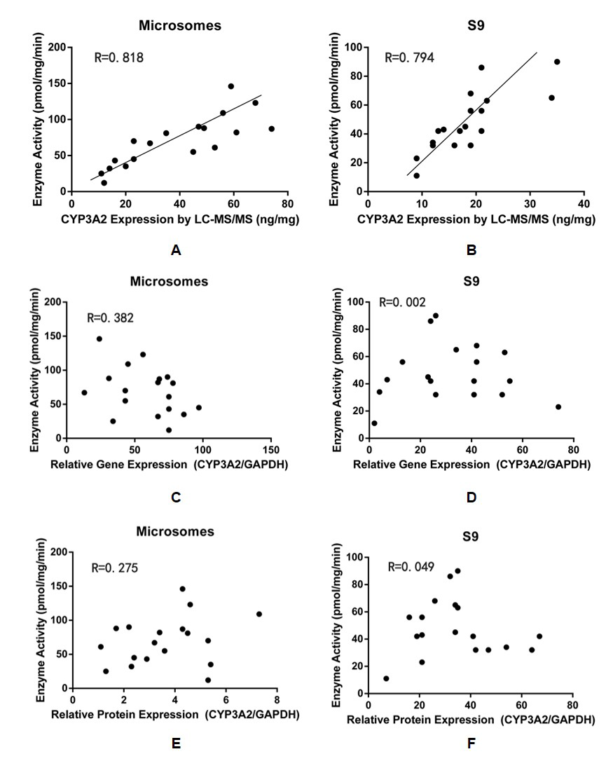 Figure 4: The correlation between CYP3A2 expression and enzyme activity. A-B, Analysis by UPLC-MS/MS. C-D, Analysis by RT-PCR, E-F, Analysis by WB.