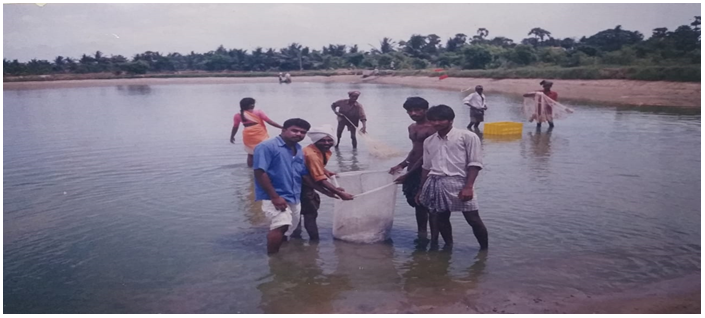 Figure 1: ** Showing a Survey on Monitoring Shrimp Diseases in Penaeus monodon in the Culture Pond.