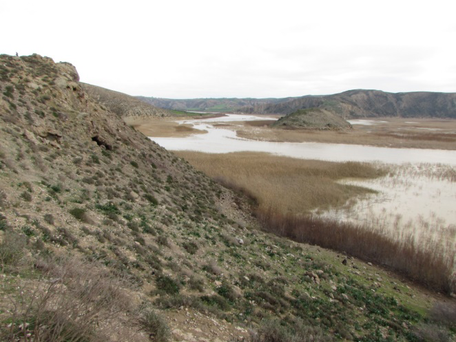 Figure 3: Typical habitat of _C. convexus_ in rocky areas.