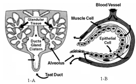 Figure 1: Structure of the mammary gland with teat and gland cisterns, milk ducts, and glandular tissue (A). Glandular tissue is made up of many small microscopic sacs called alveoli which are lined by milk-producing epithelial cells (B). There are millions of alveoli present within each mammary gland.
