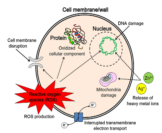 Figure 3: Antimicrobial mechanisms of nanomaterials.