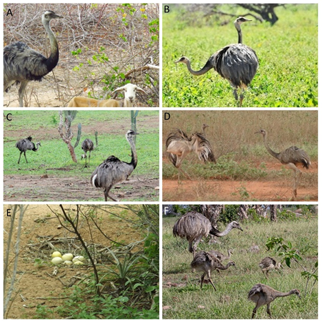 Figure 2: Photographic records of the Greater Rhea (_Rhea americana_) obtained by citizen scientists in the Caatinga, Brazil: (A) a solitary adult walking on a dirty road at Cabaceiras-PB; (B) a pair of adults in a patch of second growth caatinga at Canudos- BA; (C) three adults on a cultivated field at Riachão do Jacuípe-BA; (D) two adults on a dirty road at Ibipeba-BA; (E) a nest with six eggs adjacent to shrubs at Petrolina-PE; (F) four young and an adult at Riachão do Jacuípe-BA. Photo authors: Nailson Junior (A), Ruana Souza (B), Jaelson Gomes (C), Tiago Moreira (D), Adelmo Queiroz (E), Jaelson Gomes (F). Records were gathered in the WikiAves platform, and included here with permission by their authors.