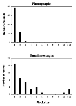 Figure 3: Number of adults found per record (flock size) of the Greater Rhea (_Rhea americana_) obtained by citizen scientists in the Caatinga, Brazil. Results were shown for to situations: (1) flock size shown on photographs (n = 104); (2) flock size informed by authors of the photographs through email messages (n = 45). Records of families made up of adult(s) and small young were not included here. Records were gathered in the WikiAves platform in April 2023.
