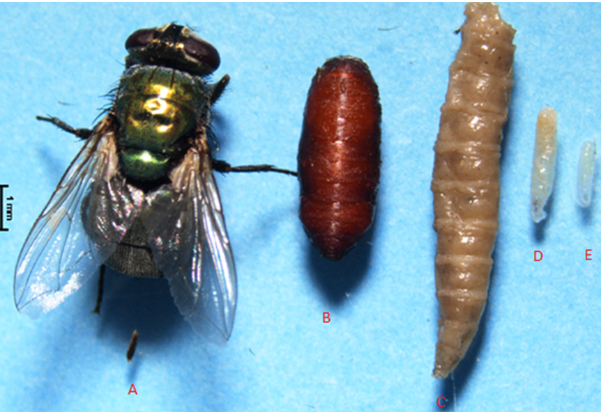 Figure 1: A: Adult Lucilia Sericata, B: Pupae, E: First larvae of L. sericata, D: Second larvae of L. sericata, C: Third stage larvae of L. sericata.