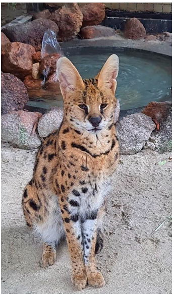 Figure 1: The animal had a body weight of 12.3 kg, length of 79 cm, of these, 27 cm were tail and was housed in an enclosure with a total area of 46.4 m2 and height of 3 m.