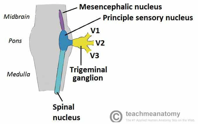 Figure 2: Overview: Trigeminal nerve [8].