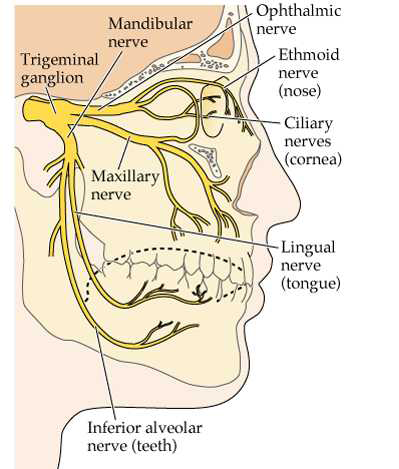 Figure 3: Overview: Trigeminal nerve [10].