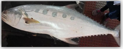Figure 10: Seer Fish.