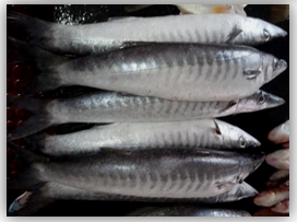 Figure 11: Barracuda.