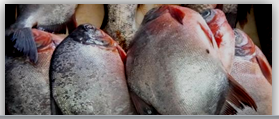 Figure 13: Cultured Pomfret.