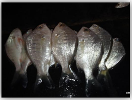Figure 14: Wild Pomfret.