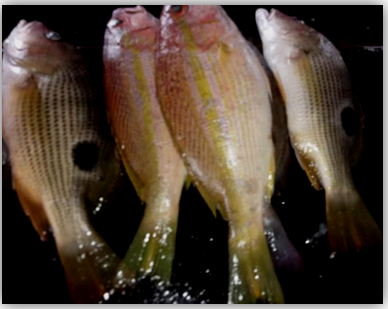 Figure 16: Mullet.