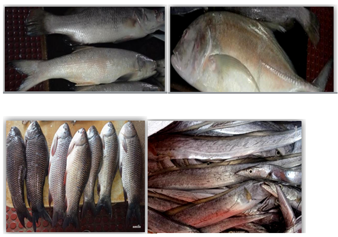 Figure 17: Ribbon Fish.