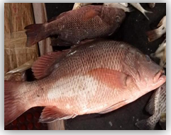 Figure 23: Red Snapper.