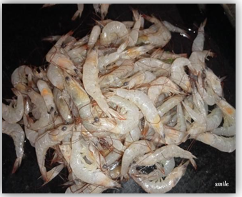 Figure 24: White Leg Shrimp.