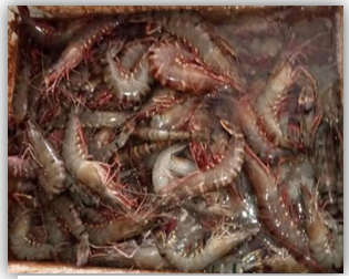 Figure 25: Tiger Shrimp.