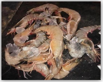 Figure 27: Caramote Prawn.