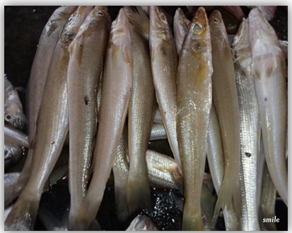 Figure 28: Lady Fish.
