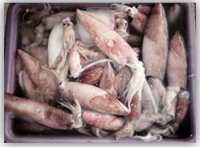 Figure 4: Squid.