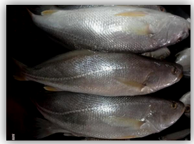 Figure 5: Cod.