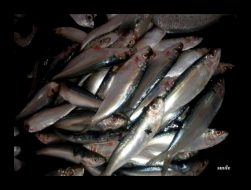 Figure 6: Sardine.