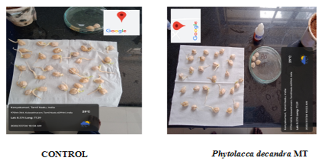 Figure 1: Chick pea Germinated Seeds Treated with Control and PD MT.