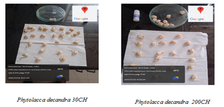 Figure 2: Chick pea Germinated Seeds Treated with PD 30CH and PD 200CH.