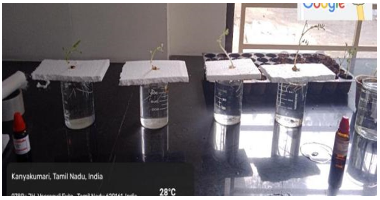 Figure 5: Chick pea Seeds grown in Hydroponics.
