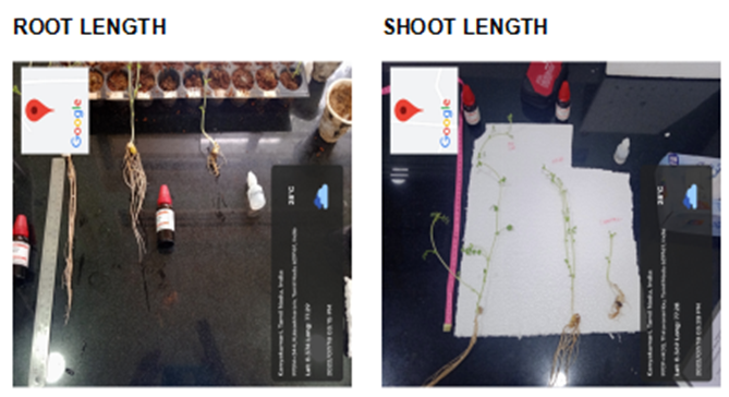 Figure 7: Measurements of Root and Shoot length.