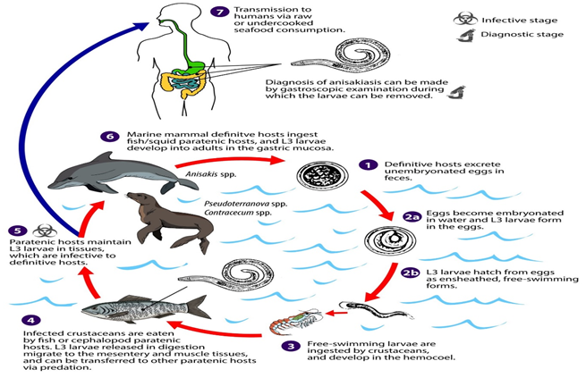 Figure 1: Life cycle of Nematode [12].