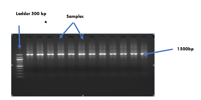Figure 1: Gel image of the PCR amplified samples.