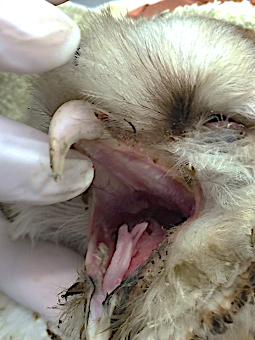Figure 1: Diphtheritic Lesions (Arrow) in Oral Cavity in a Barn Owl (Tyto Furcata).