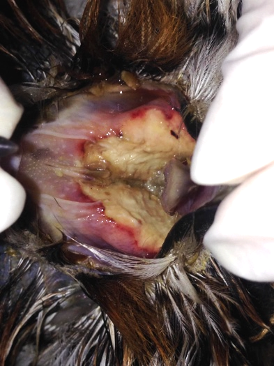 Figure 2: Caseous and Hyperemic Lesions (Arrows) in Palate in a Striped Owl (Asio Clamator).