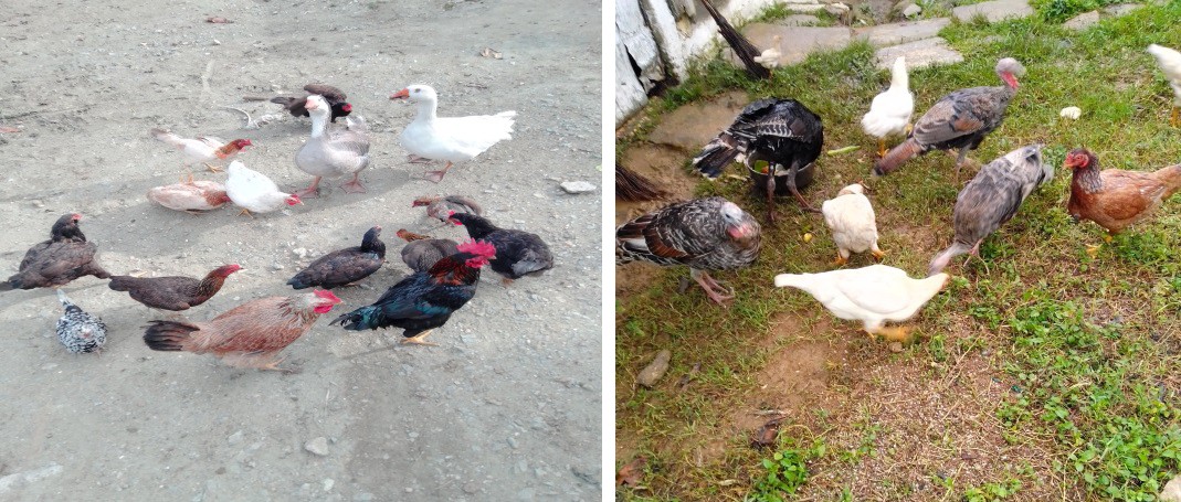 Figure 1: Promiscuity of poultry species (chickens, geese, turkeys) in one of the investigated backyards.