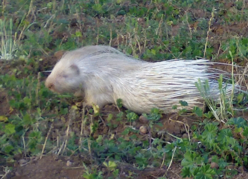 Figure 2: The specimen of epic albino pig observed in Algeria.