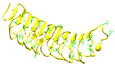 Figure 21: Figure illustrates Hormone-Receptor Complex. The hormone-binding domain of the receptor contains leucine-rich repeats.