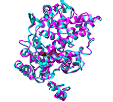 Figure 6: Figure illustrates Middle of residue is the same type in the two isoforms, the residues on either side are larger in COX-1 than in COX-2. One of these residues pushed the middle residue toward the active site.