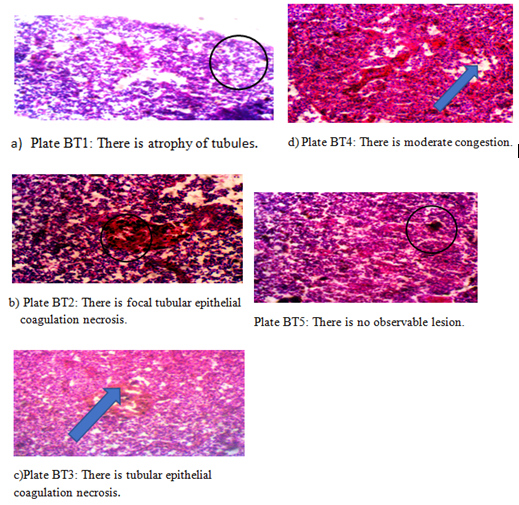 Figure 4: Effects of oxalic acid on kidney and health of O. niloticus on bath culture.
