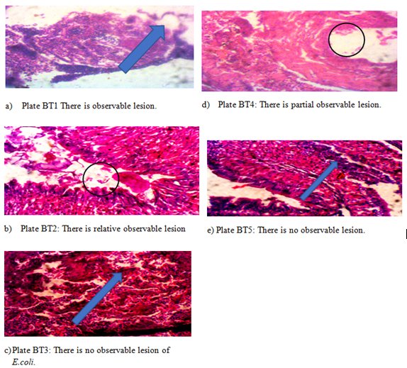 Figure 6: Effects of oxalic acid on intestine of O. niloticus of bath culture with E.coli (7 ±0.4g)