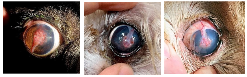 Figure 5: ** French Bulldog, Shih Tzu and Pekingese Patients with Pedicled Graft in the Central Cornea After 15 Days of the Procedure, Respectively. It is Possible to Observe A Healthy Graft, With A Lighter Color and with the Sutures Being Well Absorbed By the Cornea. All Patients had the Ulcer Already Healed. Note the Cornea of the Dogs in Images A And B Showing A Bluish and Blurred Color, Due to Edema of the Anterior Chamber.