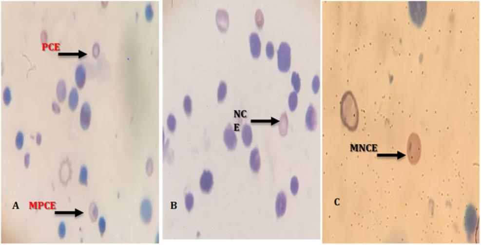 Figure 1: Photomicrograph showing normal and micronucleated polychromatic erythrocytes in rat bone marrow after administration of CCl4.