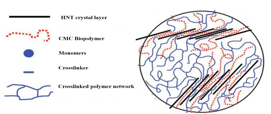 Figure 4: Schematic representation of hydrogels.