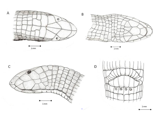 Figure 1: Drawings of the dorsal (A), ventral (B) and lateral (C) views of Amphisbaena carioca head and view of the cloacal region (D).