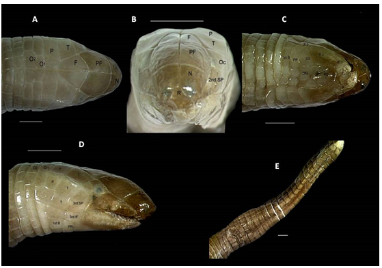 Figure 2: Pictures of the dorsal (A), frontal (B), ventral (C), lateral (D) views of Amphisbaena carioca head and view of the tail (E). F – frontal; G – genial; I – infralabial; MG – medial genials; N – nasal; O – occipital; Oc – ocular; P – parietal; PF – prefrontal; PG – postgenials; PR – postgenial row; R – rostral; SL – supralabial; T – temporal; 1st B – first body annulus. Bars represent 1 mm.